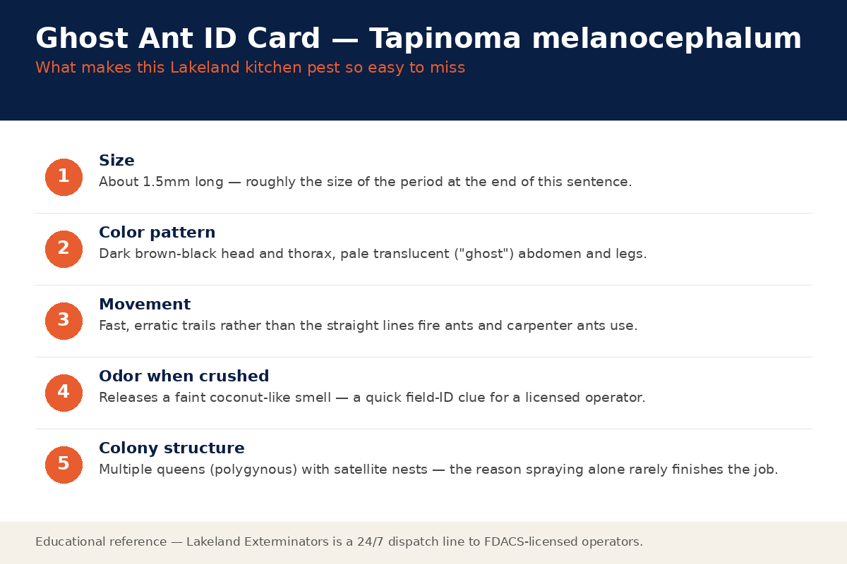 Ghost ant identification card showing size, dark head with pale translucent abdomen, fast erratic trails, coconut-like odor when crushed, and multi-queen colony structure