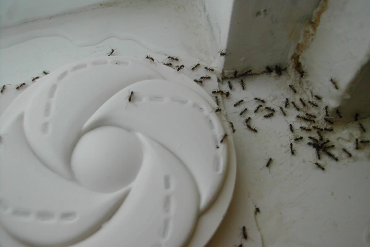 Argentine ant (Linepithema humile) trail on a household surface, the supercolony trailing pattern reported in Polk County, Florida homes.
