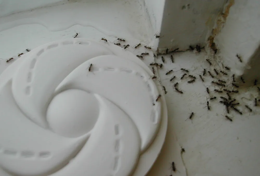 Argentine ants (Linepithema humile) trailing across a bait station lid, the dense continuous trail typical of Polk County, FL supercolonies