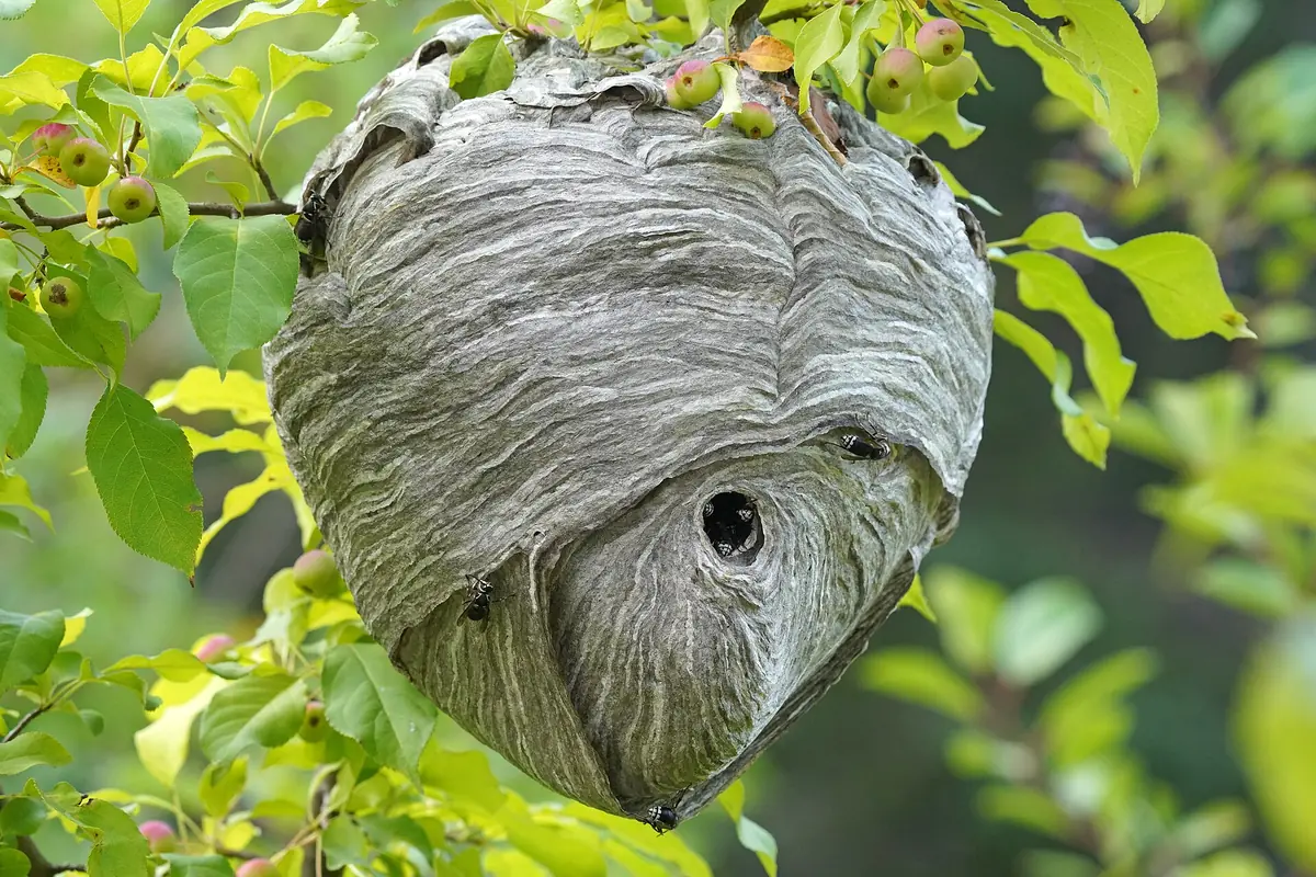 Bald-faced hornet aerial nest hanging in a shrub in Polk County, Florida, the summer stinging-insect nest Lakeland homeowners are advised not to remove themselves.