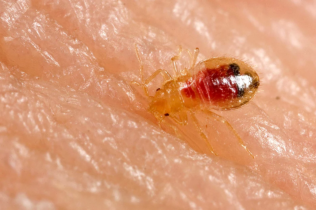 Bed bug nymph, Cimex lectularius, after feeding, the early-stage bug found in Auburndale FL homes during travel and move-in season