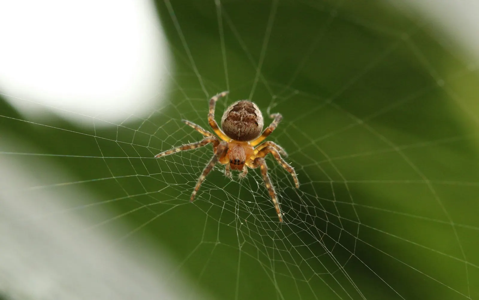 Brown recluse spider identification reference for Polk County, FL homes