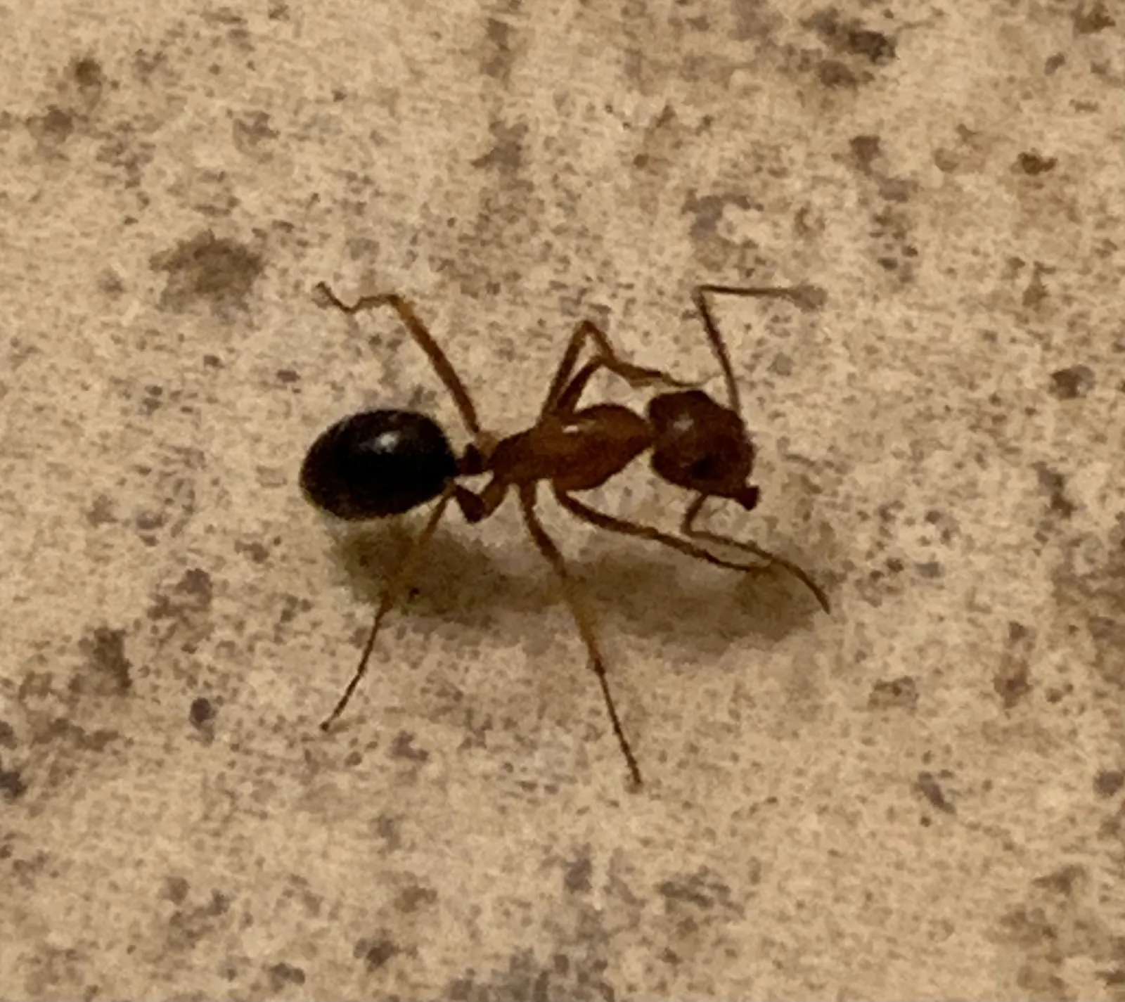 Carpenter ant worker foraging, the large ant Lakeland FL lakefront homes see after heavy summer rain