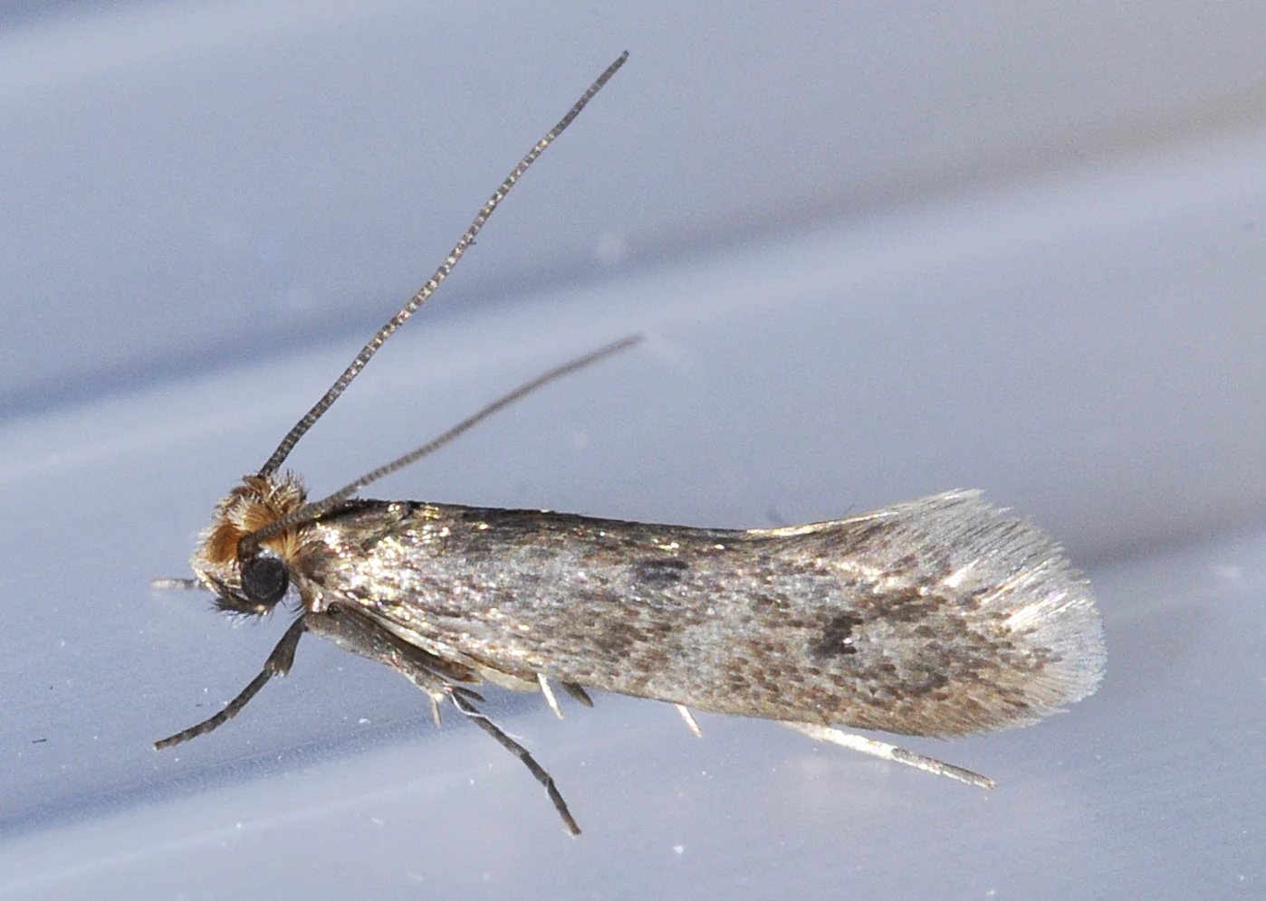 Webbing clothes moth, the small buff-colored moth behind wool and closet damage in humid Lakeland FL homes