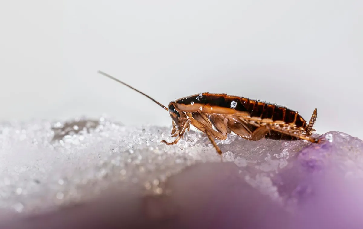Palmetto bug — the landscape-bed roach that patrols Venice FL's lanais from the island's historic blocks to the mainland retirement rings