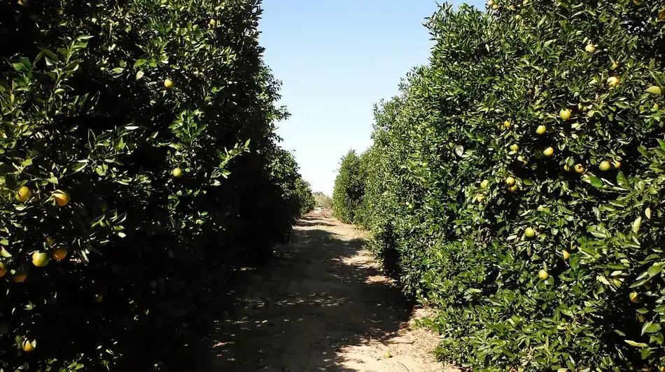 Citrus grove rows near Dundee in Polk County, Florida, where grove-line pest pressure moves toward nearby homes