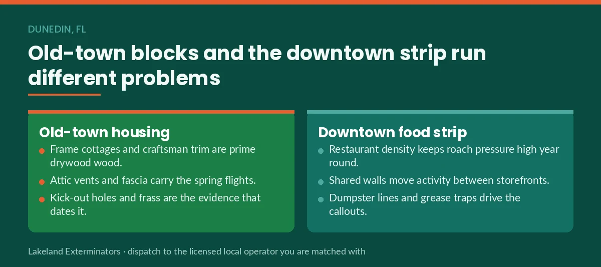Panel comparing old-town Dunedin, FL drywood termite pressure with downtown restaurant-district cockroach pressure