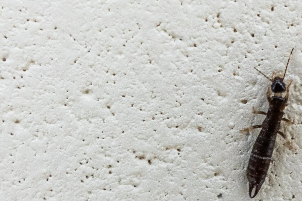 Earwig on a painted bathroom wall in a Lakeland, Florida home, where bathroom and mulch-bed moisture draws Forficula auricularia indoors.