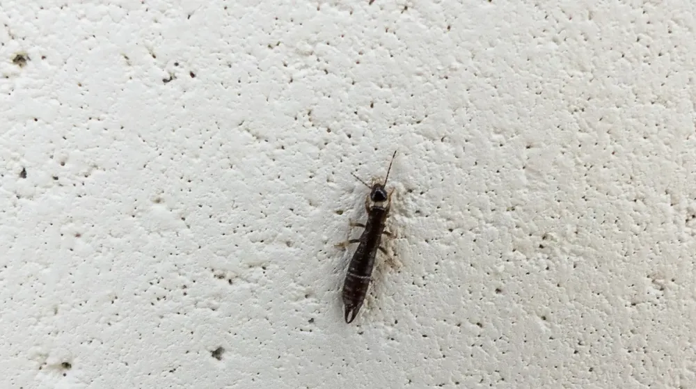 Earwig (Forficula auricularia) on an exterior wall at a Lakeland, Florida home
