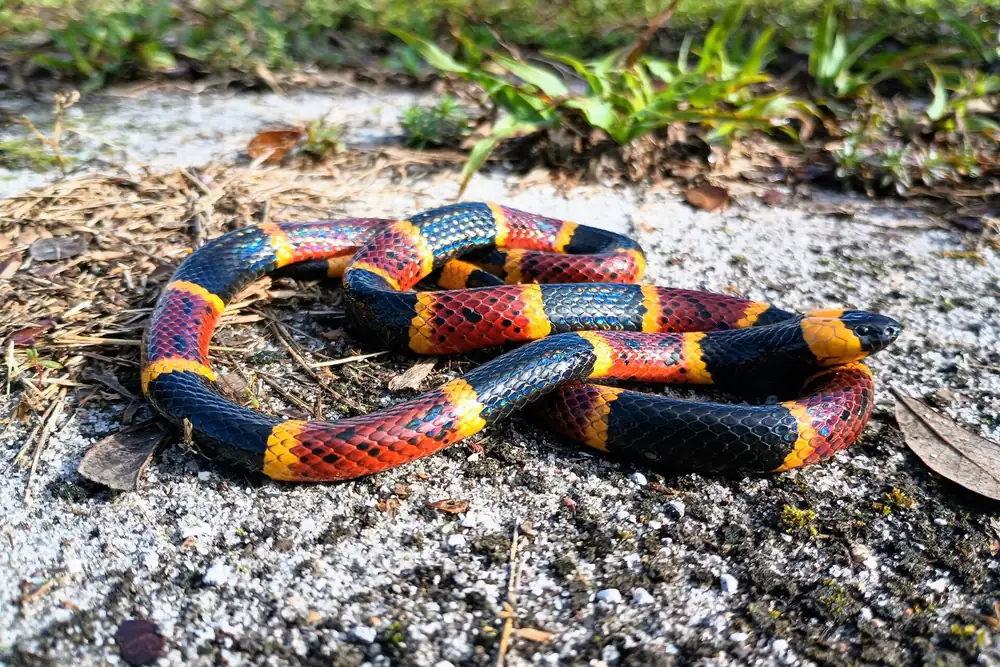 Eastern coral snake (Micrurus fulvius) on sandy ground in Polk County, Florida, one of the four venomous snakes Lakeland homeowners are taught to identify before calling anyone.