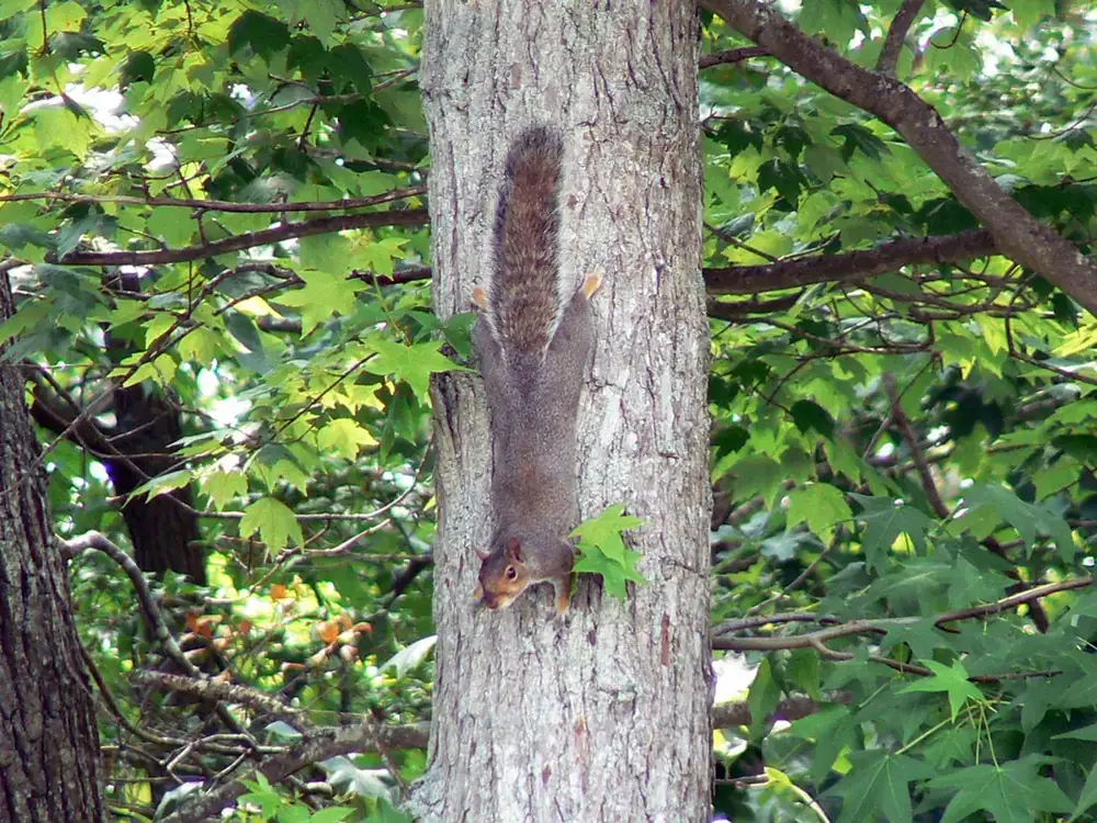 Eastern gray squirrel on a tree trunk — the species behind most attic entry calls in Lakeland FL during the two Polk County breeding seasons