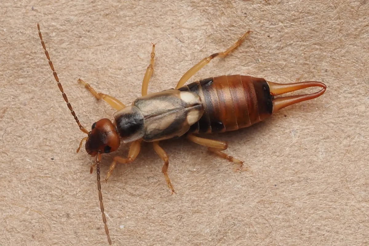 European earwig (Forficula auricularia) on a wall surface at a Lakeland, Florida home, the pincher bug behind most Polk County earwig calls.