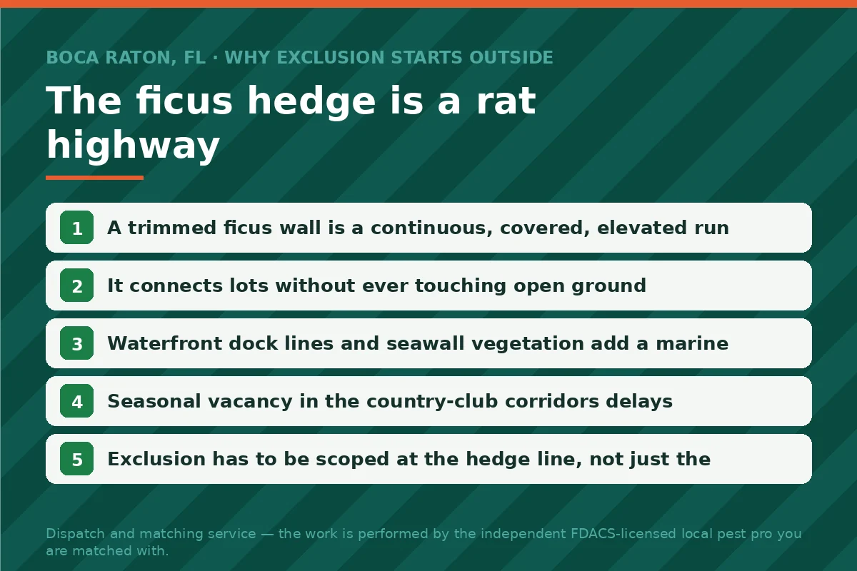 Five-step panel explaining how continuous ficus hedges act as elevated rat highways between Boca Raton FL properties and why exclusion is scoped outdoors