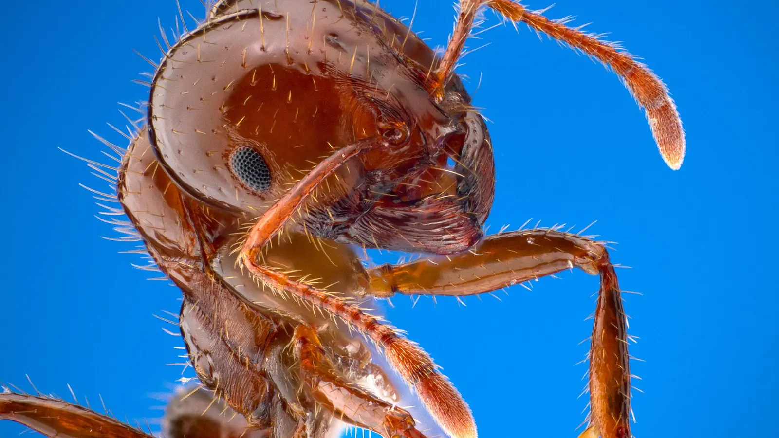 Red imported fire ant workers, Solenopsis invicta — the species behind mound activity in Lakeland FL lawns