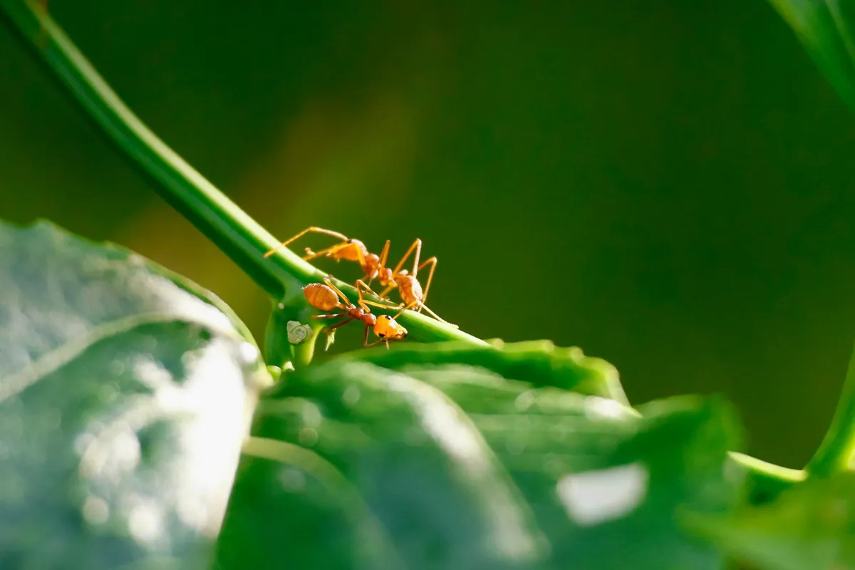 Fire ants on a plant stem - imported fire ant control in Polk County, FL
