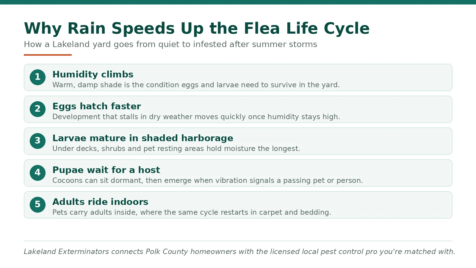 Diagram of how summer rain and humidity speed up the flea life cycle in Lakeland FL yards