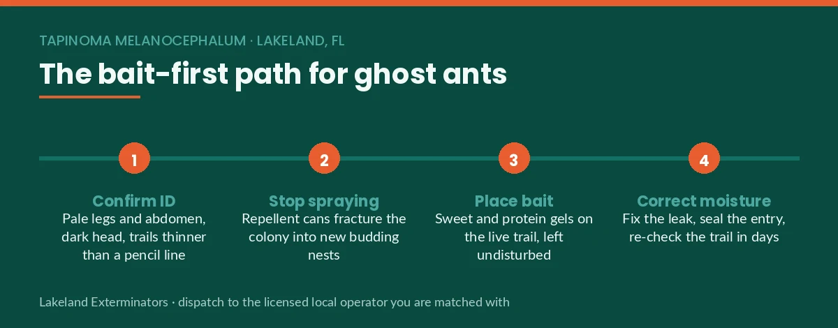 Four-step bait-first path for ghost ant control in Lakeland, FL — confirm ID, stop spraying, place bait, correct moisture