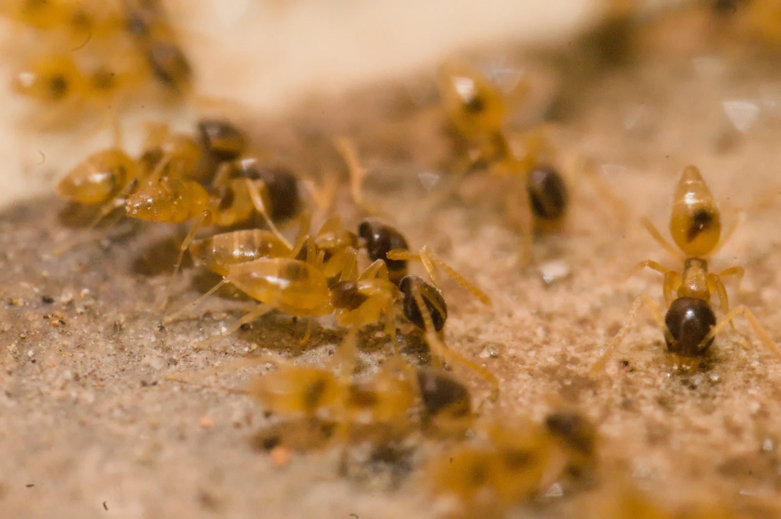 Ghost ant workers, the pale translucent trailing ants that take over Lakeland FL kitchens