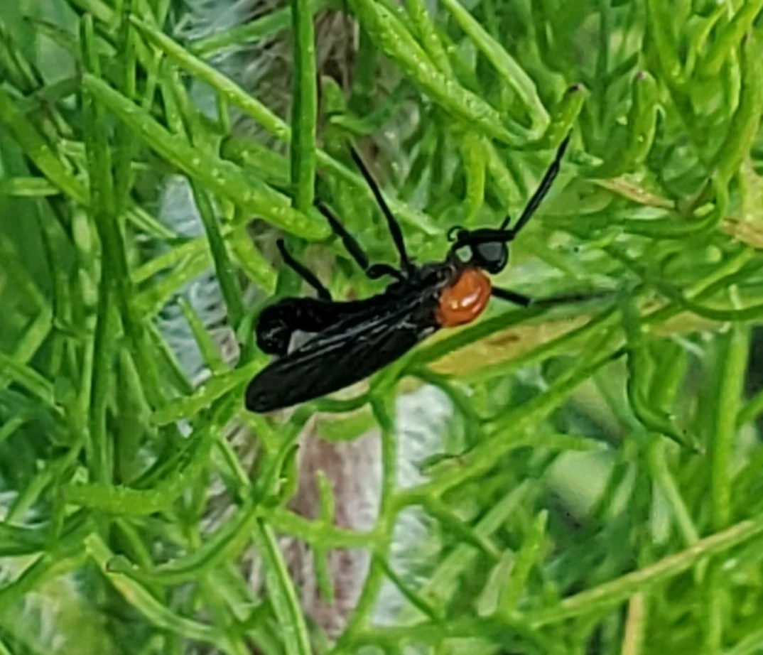 Lovebugs on foliage during a Lakeland FL flight, the seasonal swarms that peak twice a year