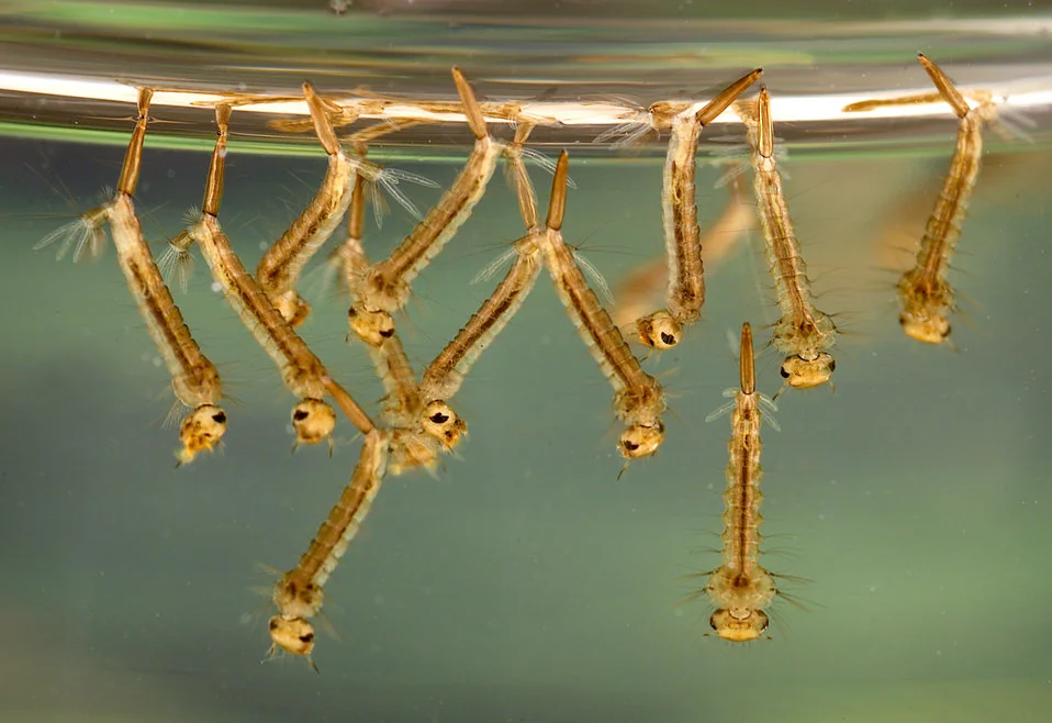 Mosquito larvae hanging at the surface of standing water, the breeding stage Polk County FL source reduction targets