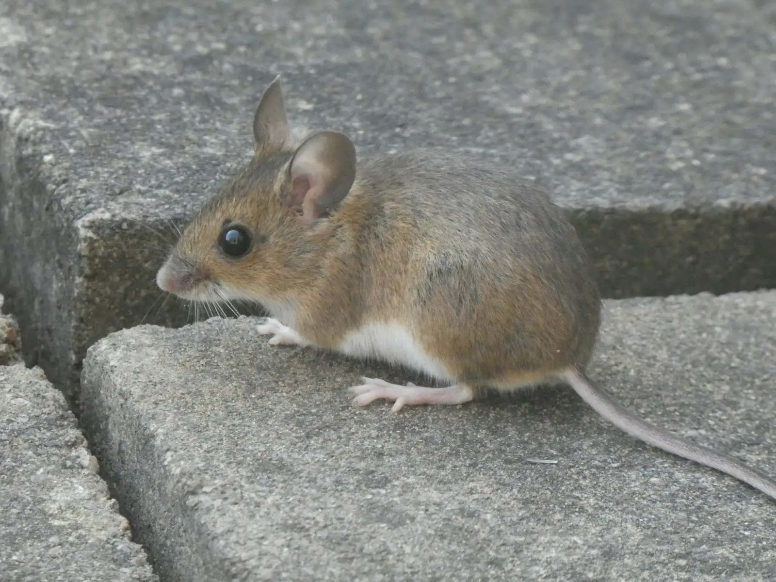 Small mouse on a foundation block — rodent exclusion in Lakeland, FL