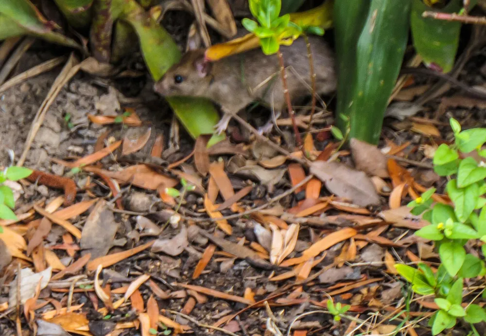 Norway rat (Rattus norvegicus) foraging at ground level in leaf litter, the species pushed out of Lakeland, FL storm drains after heavy rain