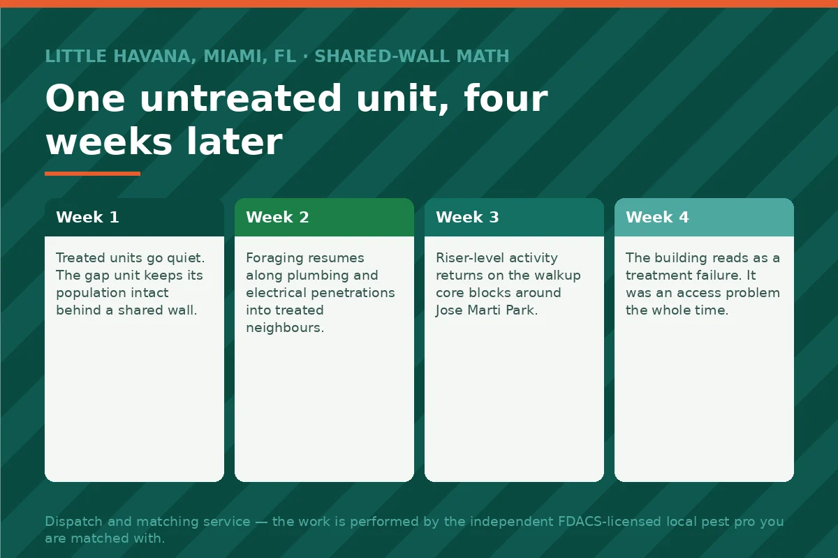 Four-week timeline panel showing how one untreated apartment reseeds a whole Little Havana Miami FL building through shared walls and risers