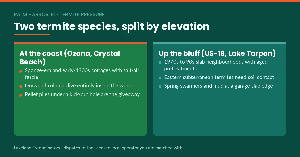 Panel splitting Palm Harbor, FL termite species by elevation — drywood at the coast, eastern subterranean up the bluff