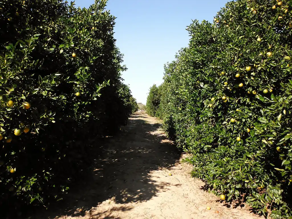 Citrus grove at the agricultural edge of Polk County FL, the habitat that drives seasonal pest pressure