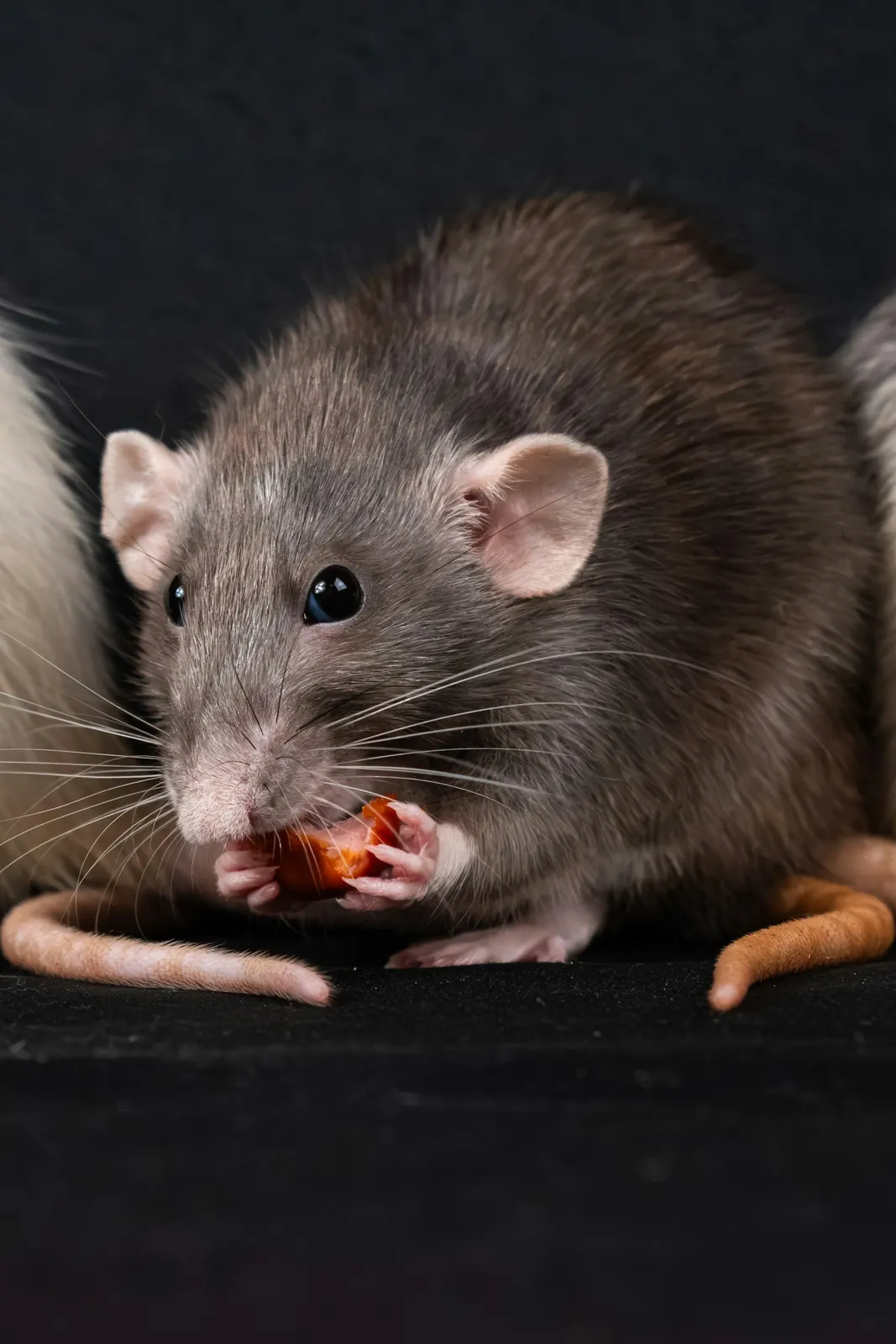 Roof rat infestation evidence in an attic — droppings and nesting of the kind Miami FL rodent inspections document
