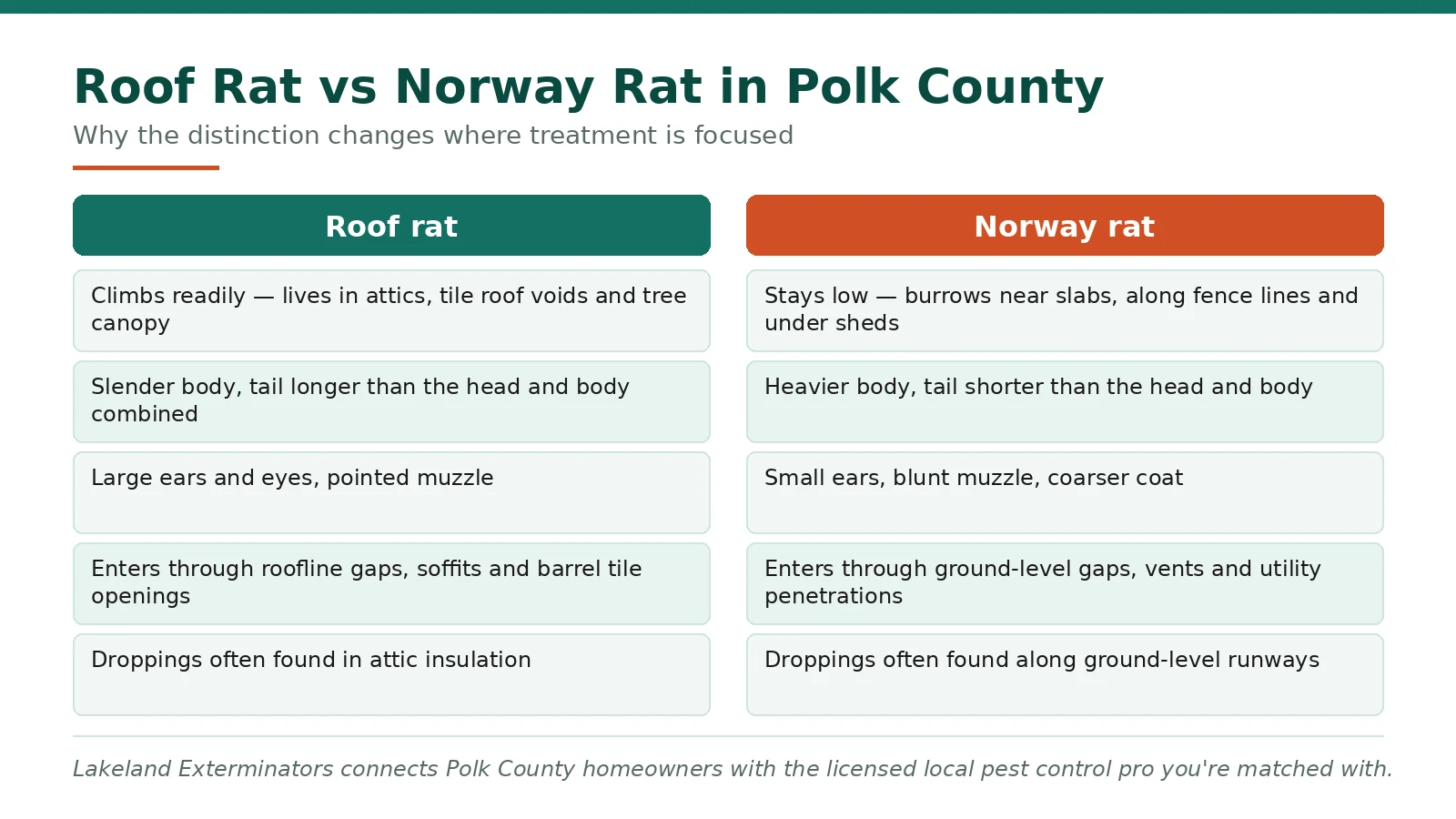 Comparison chart of roof rat versus Norway rat identification for Polk County FL tile-roof homes