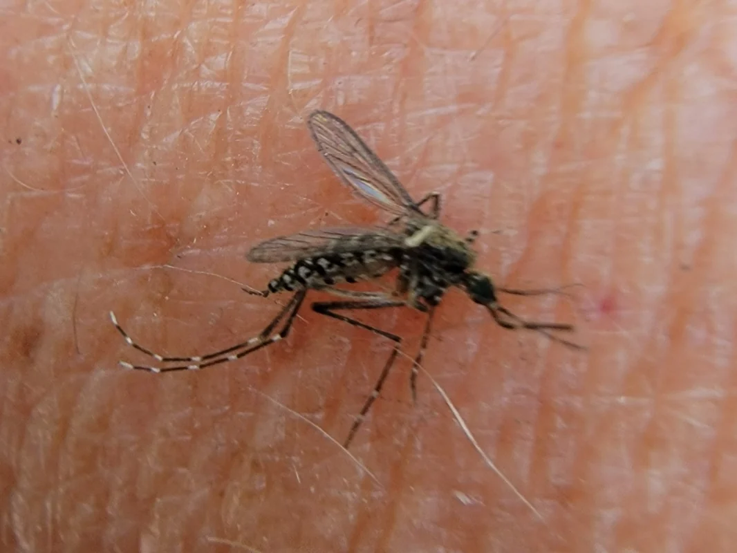Salt marsh mosquito on skin — the wind-delivered marsh species that layers over yard-bred biters across Jacksonville FL and the Beaches