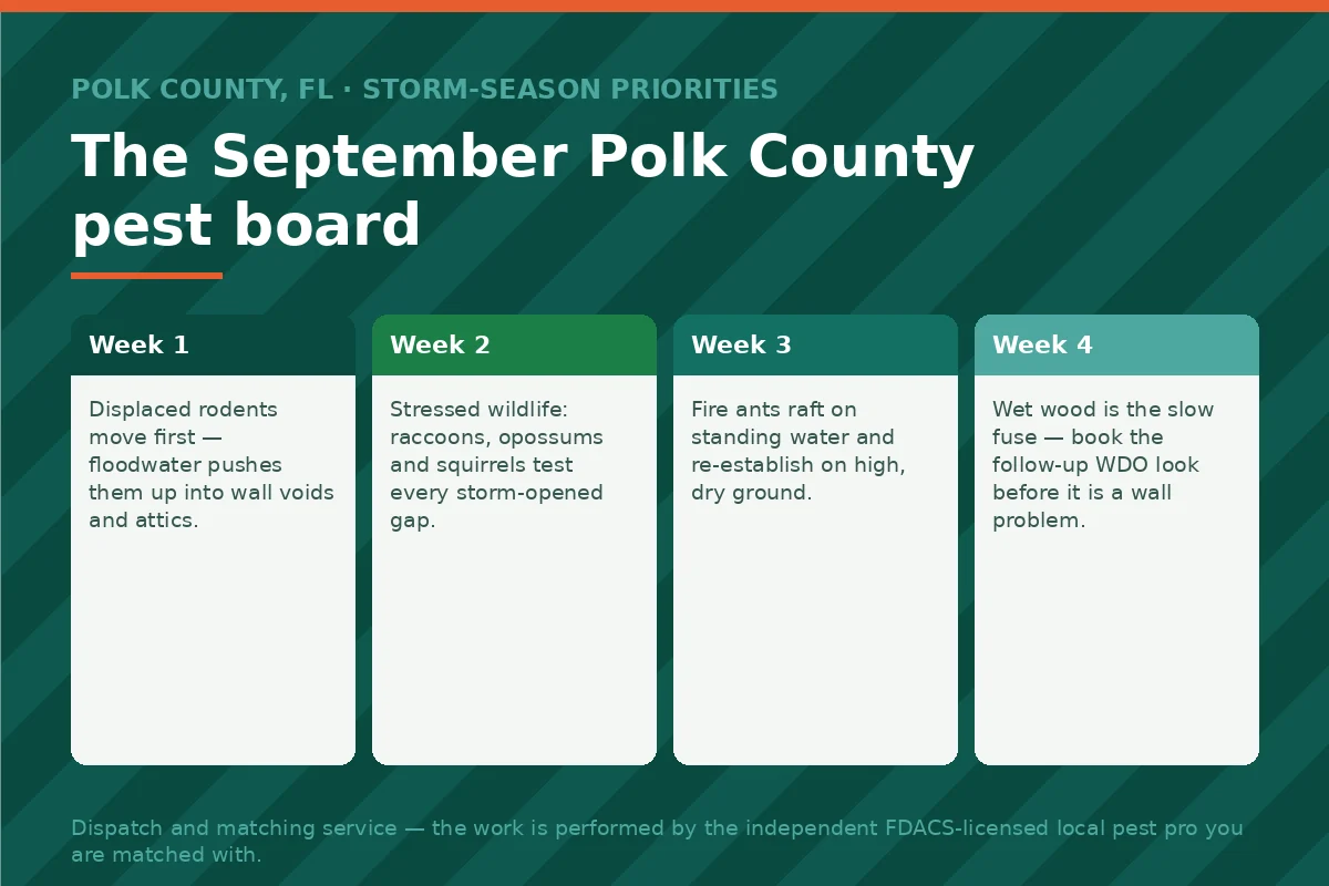 Four-week September storm-season pest sequence for Polk County FL — displaced rodents, stressed wildlife, rafting fire ants and wet wood