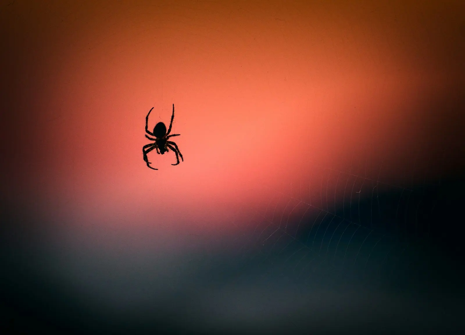 Spider web in a porch corner - spider control service in Lakeland, FL