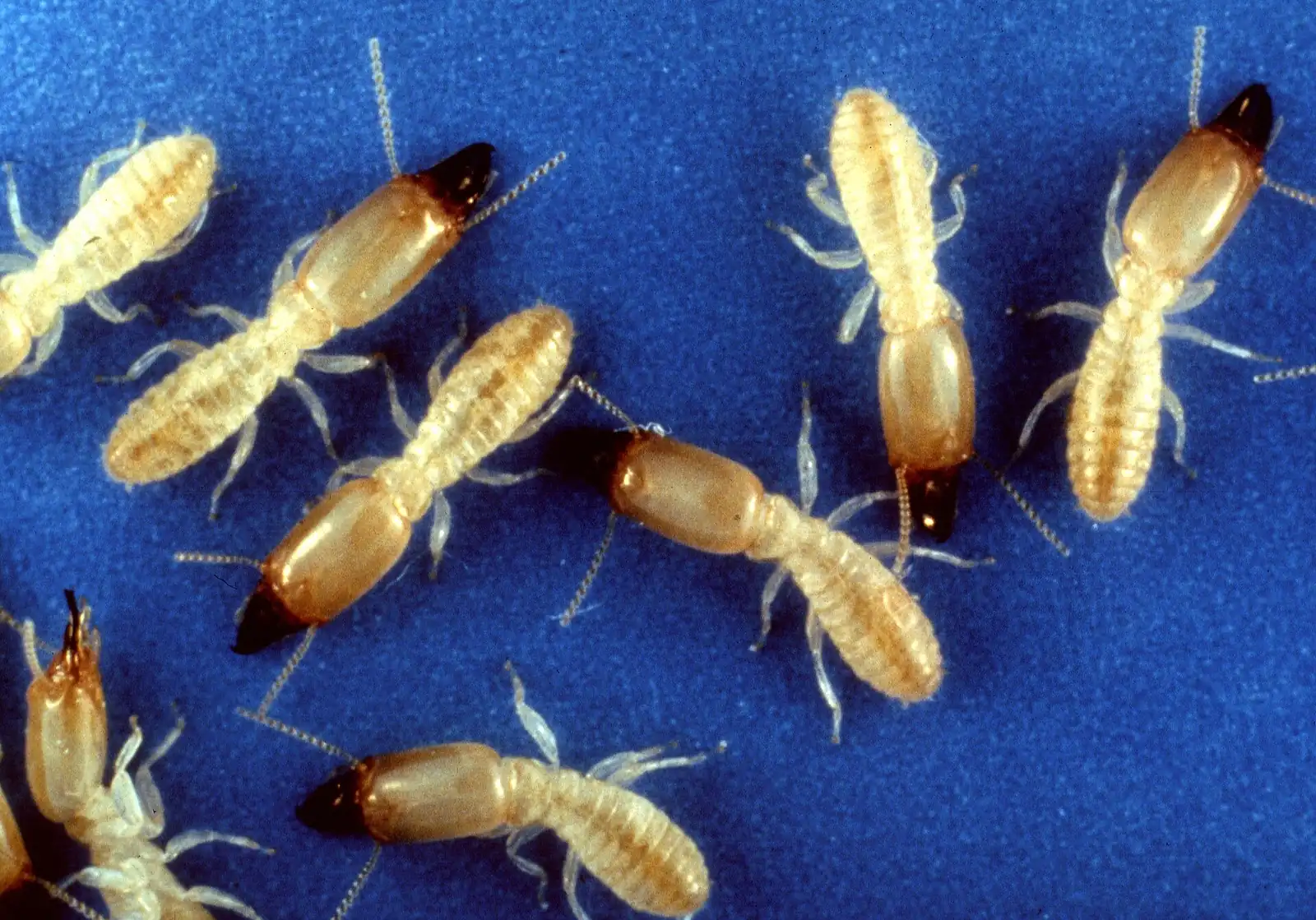 Subterranean termite workers, the soil-dwelling species behind swarm season in Polk County FL