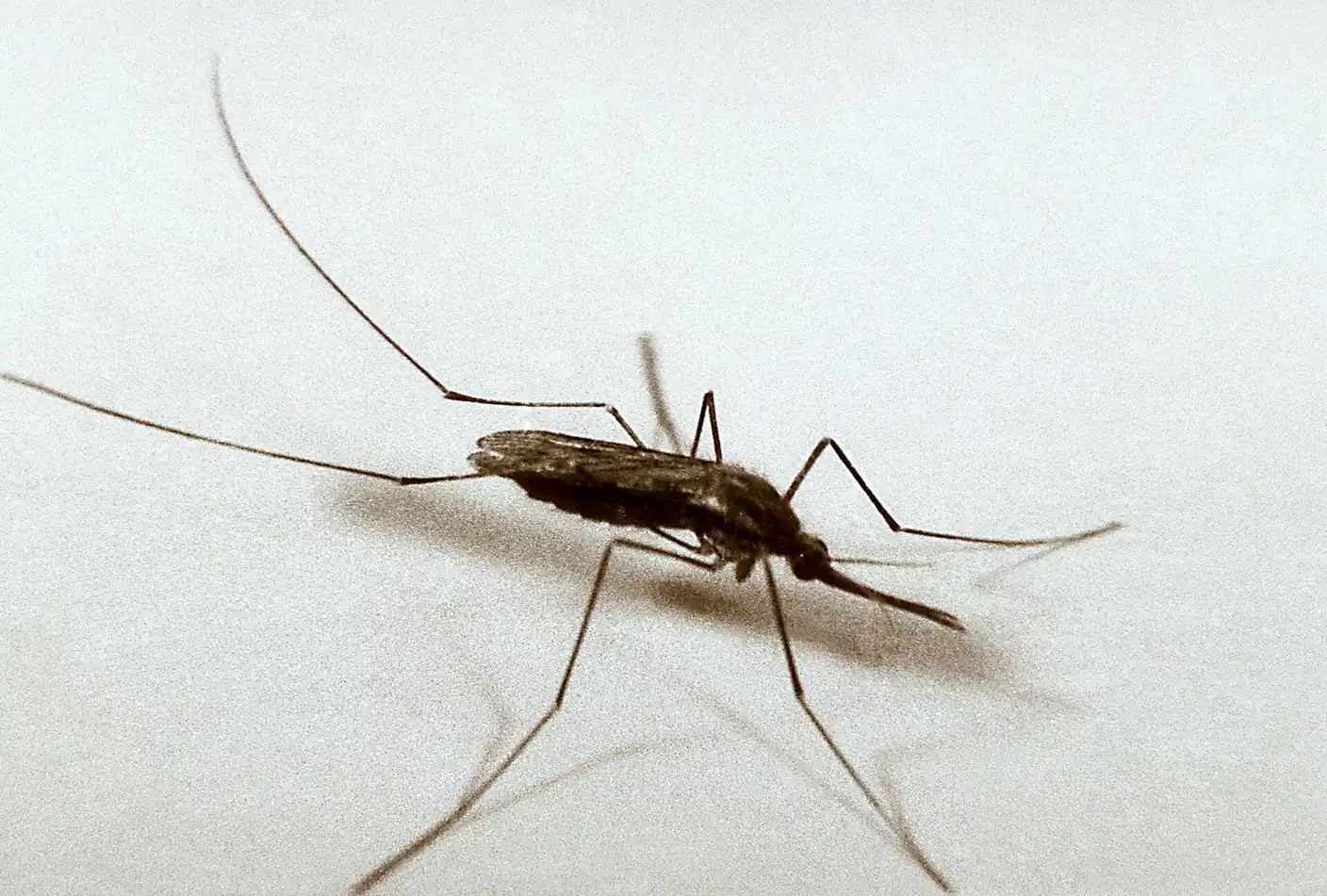 Adult mosquito resting on skin, the summer biting pressure Lakeland FL lakefront homes see after rain