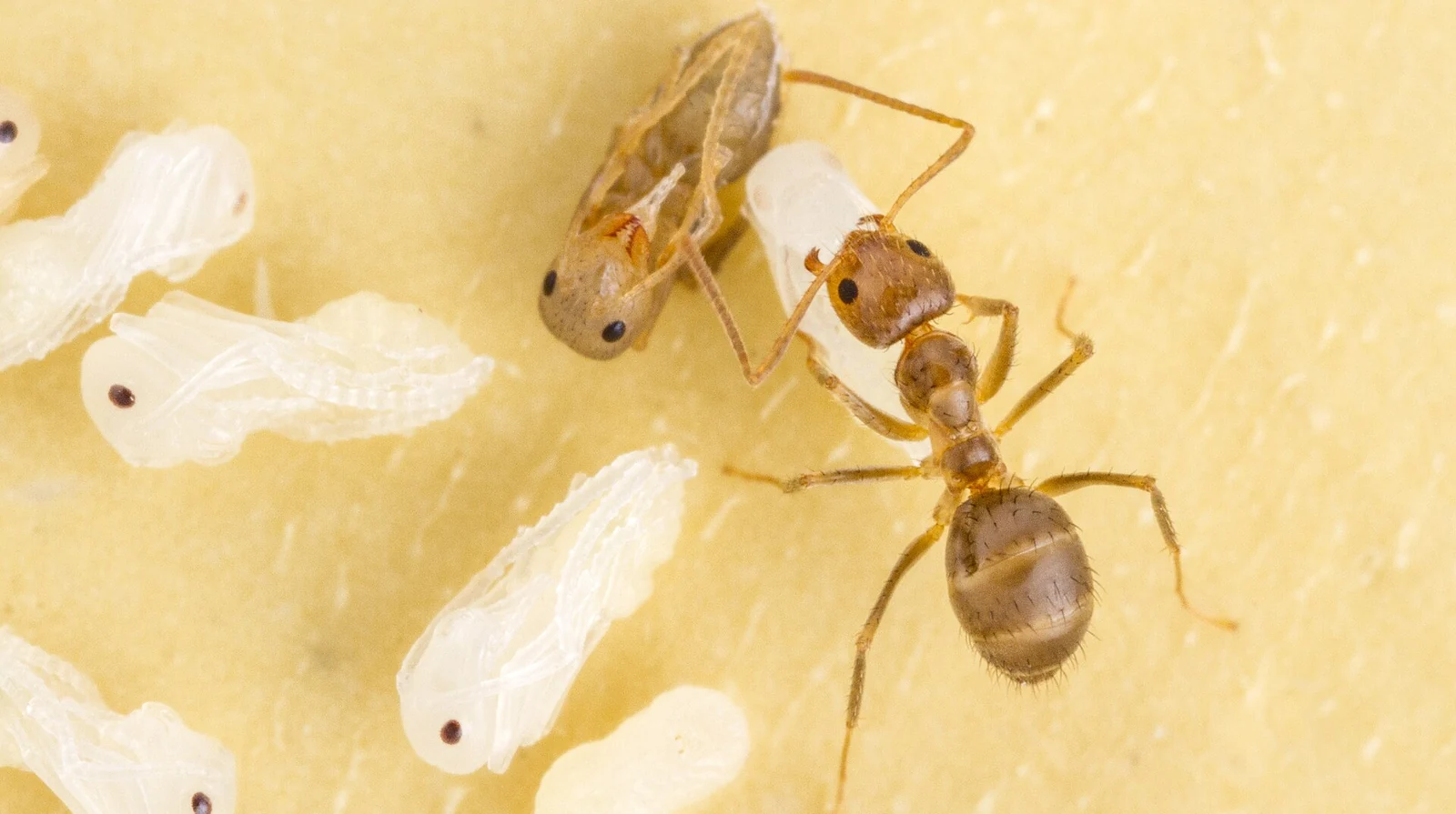 Tawny crazy ant (Nylanderia fulva) worker with brood, the invasive ant species treated across Polk County, Florida