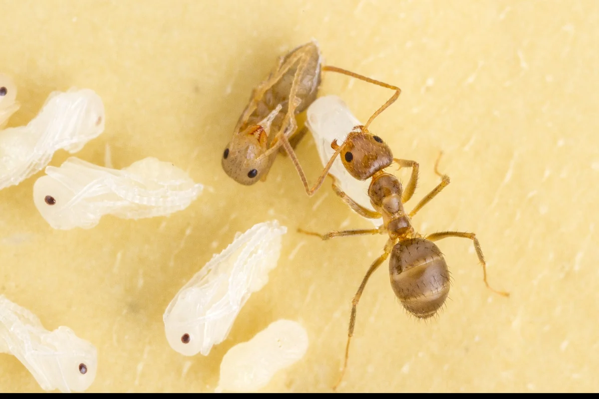 Tawny crazy ant (Nylanderia fulva) worker beside pupae, the supercolony ant the licensed local pest pro you are matched with treats across Polk County, Florida.