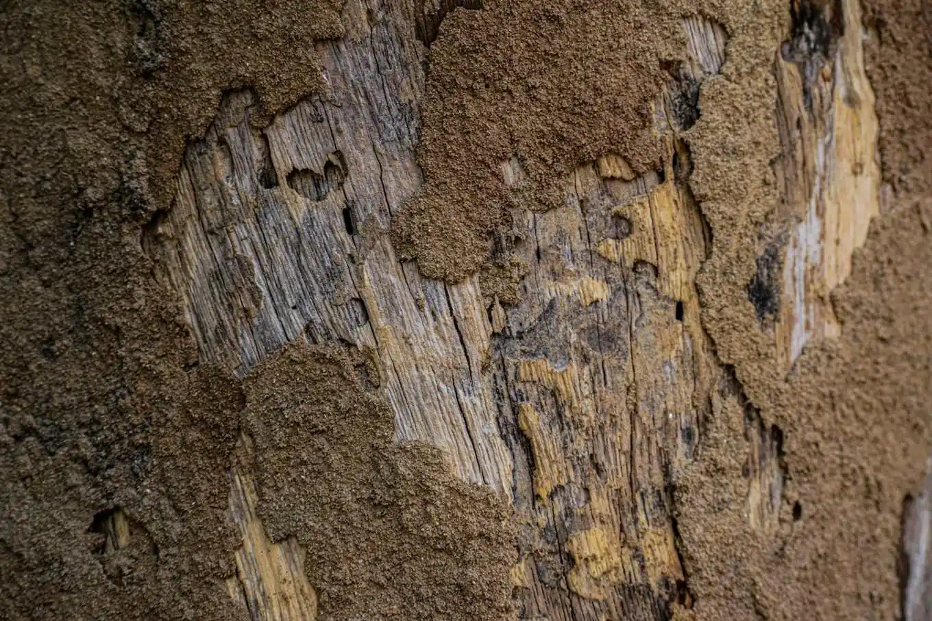 Wood hollowed out along the grain by subterranean termite galleries packed with soil, typical structural damage in a Polk County home