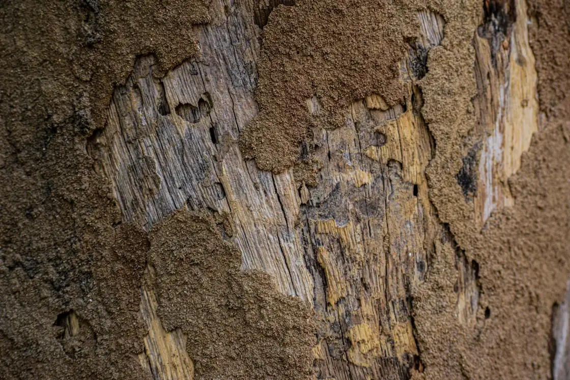 Close-up of termite damage on wood — subterranean and drywood termite control in Lakeland, FL