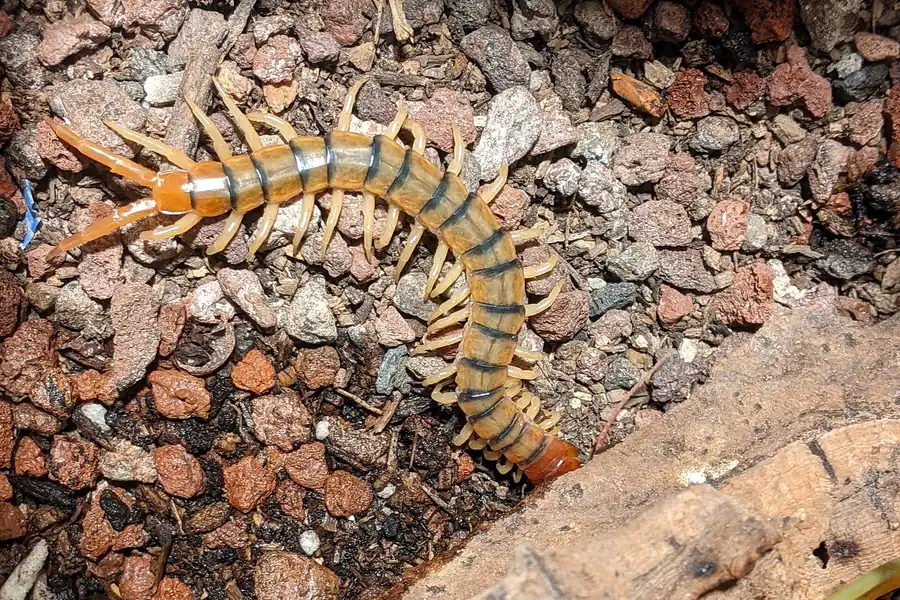 Banded centipede (Scolopendra polymorpha) on damp gravel, the kind of centipede that moves indoors across Lakeland, Florida after Central Florida rain.