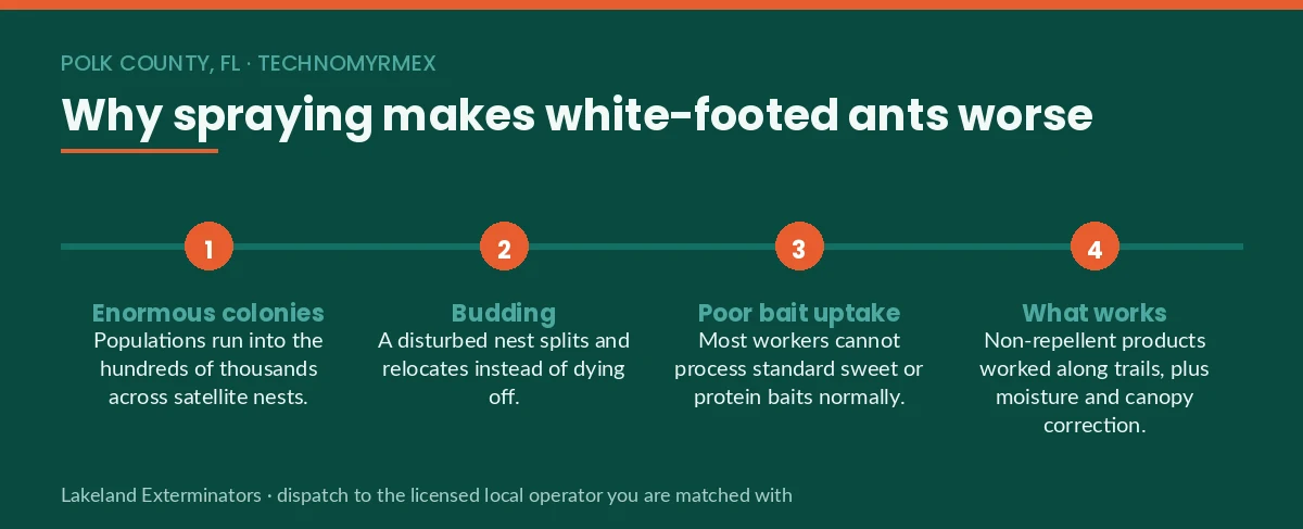 Four-step panel explaining why white-footed ants in Polk County, FL survive spraying: colony size, budding, poor bait uptake and the non-repellent approach that works