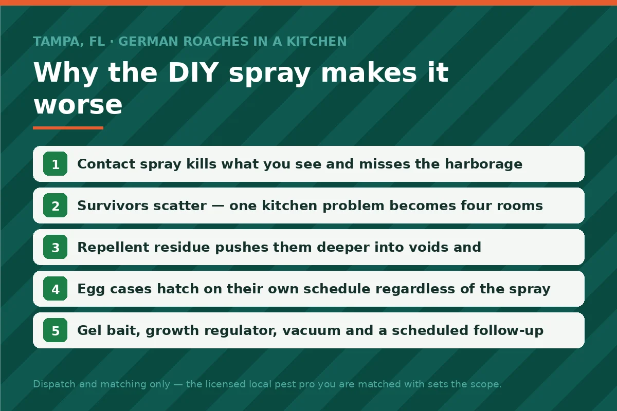Five-step panel explaining why contact sprays scatter German roaches in Tampa FL kitchens and what a professional bait-and-follow-up program does instead