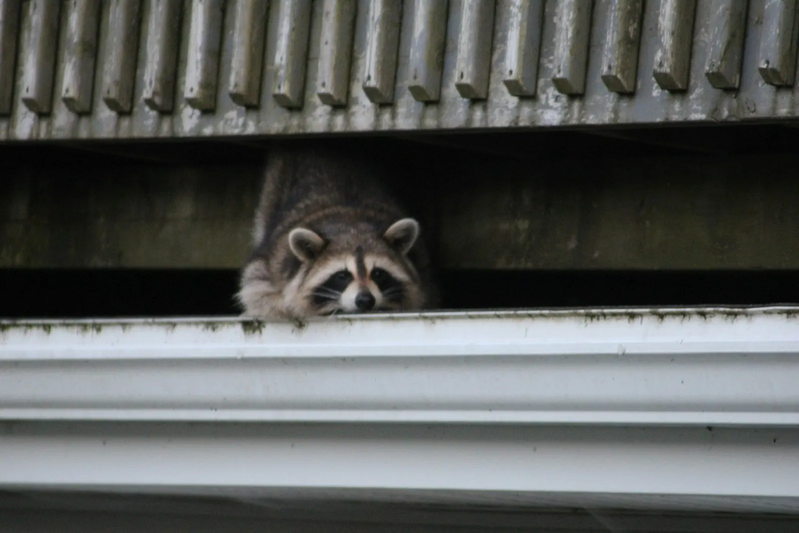 Raccoon near a Lakeland, FL attic vent - wildlife removal and exclusion