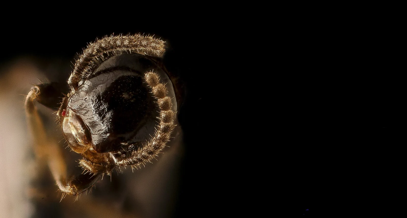 Close view of a winged termite alate, the swarmer Lakeland FL homeowners find on windowsills