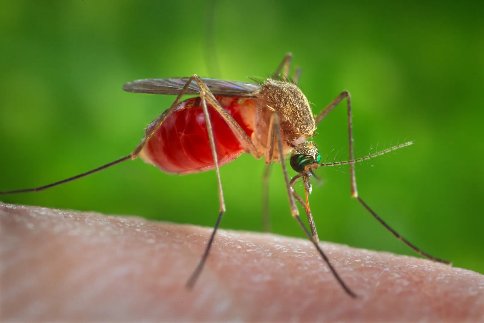 Blood-fed mosquito up close — the yard-level target of mosquito control programs in Fort Myers FL
