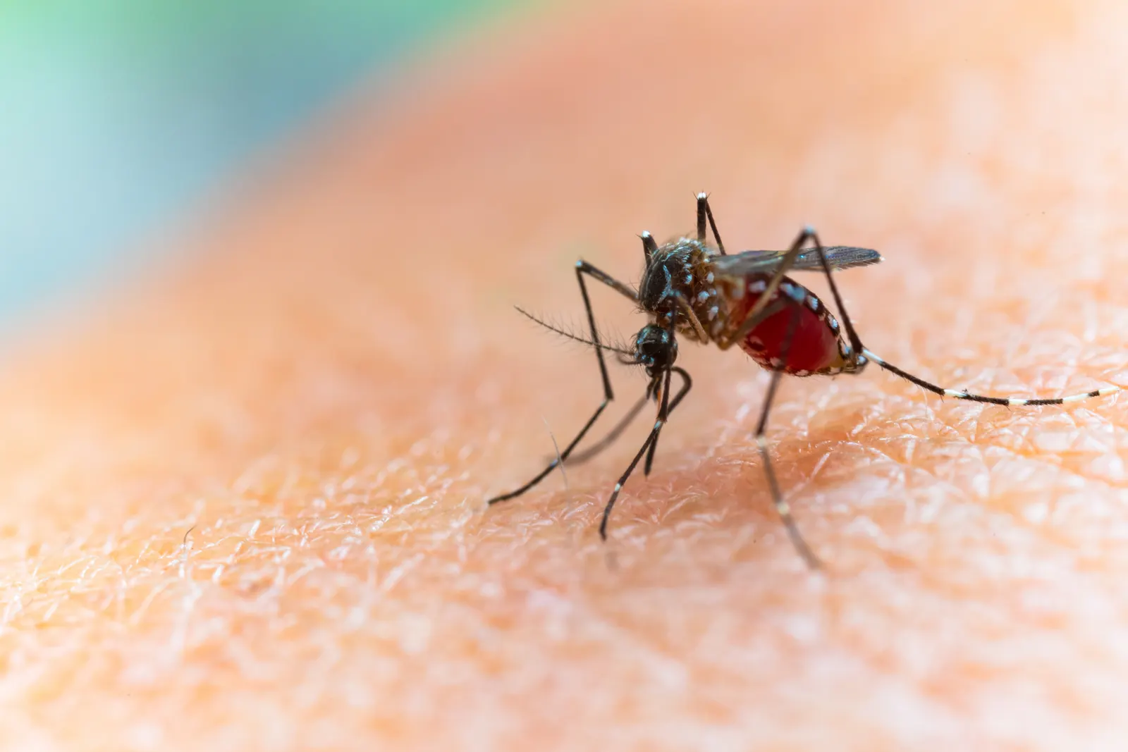 Aedes aegypti mosquito — Miami FL’s daytime-biting, container-breeding target for yard mosquito control