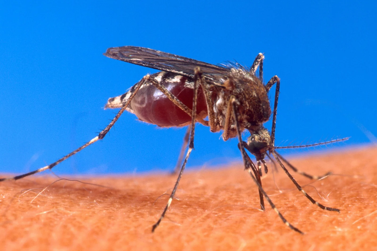Aedes mosquito — near Winter Garden FL's Lake Apopka shoreline, dusk pressure flies in from marsh no single yard controls