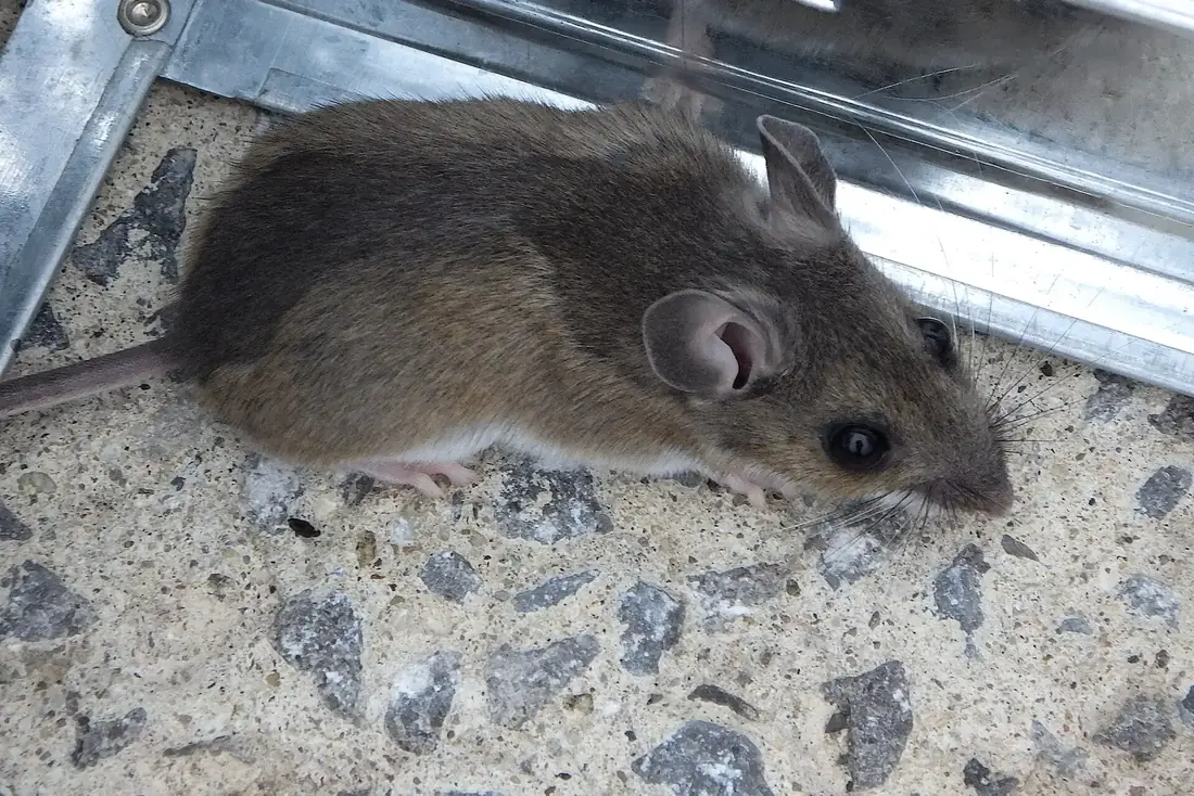 House mouse — the rodent that spilled coop feed and birdseed recruit into Oviedo FL garages and attics each fall