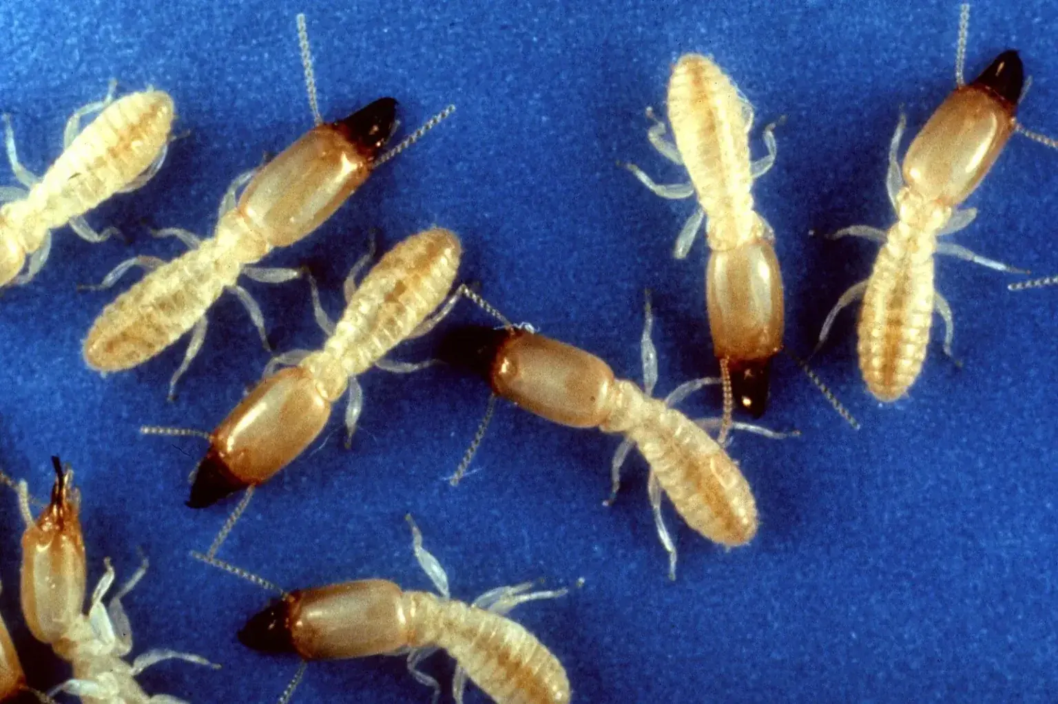 Subterranean termite workers — the species driving liquid and bait termite treatment decisions in Tampa FL homes